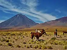 Vegetation is sparse near the volcano