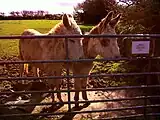 Llansaint Donkeys