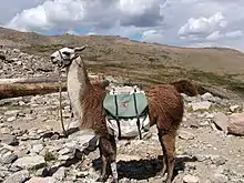 Pack llama,  Rocky Mountain National Park, Colorado