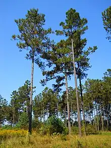 Loblolly pine