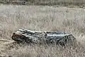 Log, Calera Creek Wetlands, Pacifica