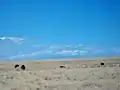 American bison grazing on Antelope Island