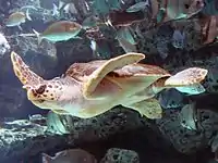 Loggerhead sea turtle