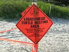 An orange diamond sign with the words "Loggerhead Turtle Nesting Area" is blocking off a roped-off area on the beach where a loggerhead has laid eggs.