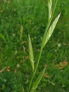 Lolium temulentum (compound spike)