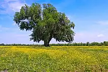 Image 19A field of yellow wildflowers in St. Bernard Parish  (from Louisiana)