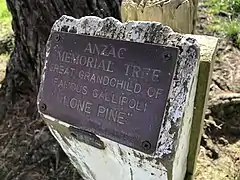 Te Mata, planted 29 September 1961