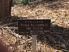 Lone Pine tree (Pinus brutia) at the Victorian School of Forestry (Creswick). Planted 1965. Pinus brutia was once considered a sub species of Pinus halepensis but is now considered by botanists to a be a species in its own right.