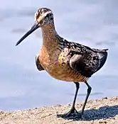 Long-billed dowitcher