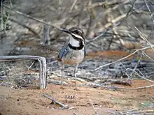 Adult cocking its head and showing its white chin lined with brown stripes in a sandy thicket.