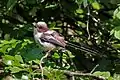 Red eye-ring of juvenile, Oxfordshire