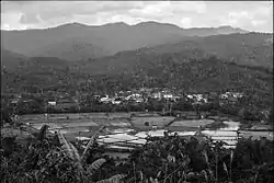 Rice fields in Long Tanid