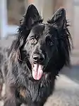 Long-haired black-and-tan