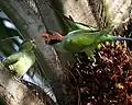 Squabbing over food (male on right)