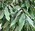 Longan (Dimocarpus longan) tree leaves