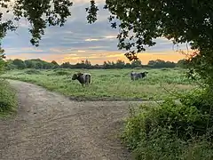 Longhorn cattle at Knepp Wildland