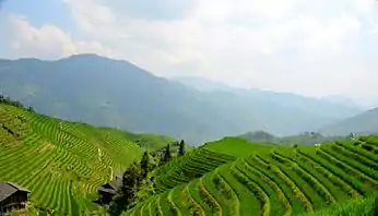 Longji terraces