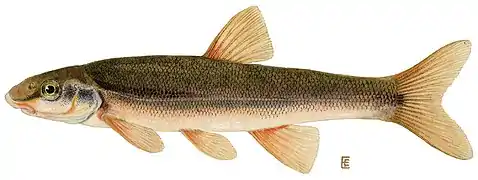 The Longnose dace