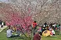 The Dalianites love to eat & drink under the cherry blossoms,