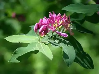 Darker pink flowers