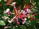 Lonicera periclymenum