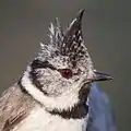 Crested tit, Cantalejo, Spain