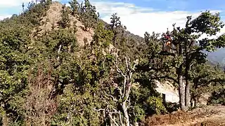 Lopping of oak trees (to be used as fodder).