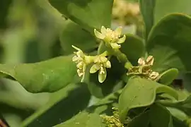 flowers and foliage