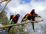 Rainbow lorikeets