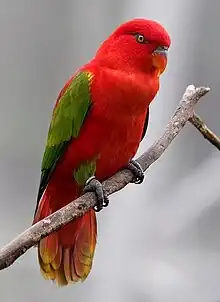 Chattering lory at Jurong Bird Park