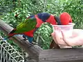 Drinking nectar at Jurong BirdPark