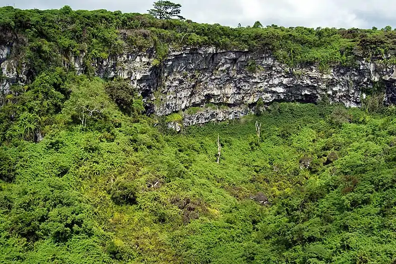 Scalesia pedunculata forest around and in Los Gemelos sinkhole - Dallas Krentzel