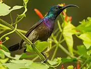 sunbird with glossy blue-green head, purplish chest, and brownish body