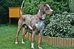 A mottled brown dog with a white chest faces right. It wears a red collar.