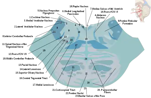 Horizontal section through the lower part of the pons. The central tegmental tract is labeled #16.