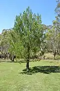 Lowther, NSW - Pinus halepensis