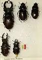 Lucanus cervus variation