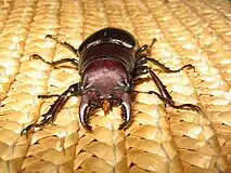 Front view of a male