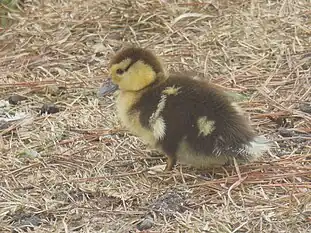 Young duckling