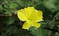 A male flower of Luffa acutangula or Chinese okra.