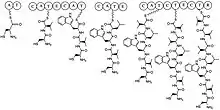 ChemDraw image depicting the synthesis of lugdunin. The synthesis proceeds in typical NRPS fashion with four distinct domains.