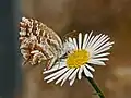 Imago, underside