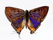 C. l. himalayanus upperside