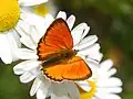 Lycaena virgaureae, male - dorsal view