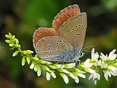 Female