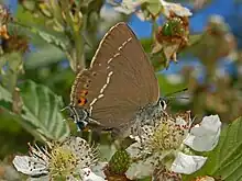 Satyrium spini