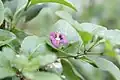 Leaves and flower