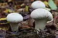 Image 13Common puffball (Lycoperdon perlatum) has a glebal hymenium; the interior is white when it is young, but as it matures, the interior becomes brown containing spores (from Mushroom)