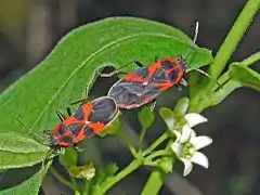 Mating on the host plant Vincetoxicum hirundinaria