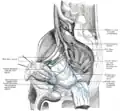 Lymphatics of the prostate.